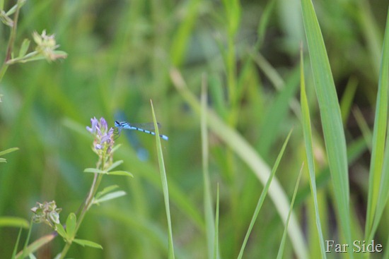 Pretty Blue Bug