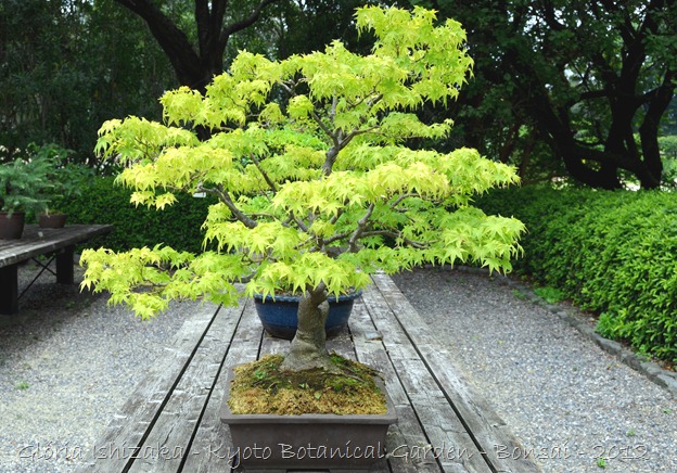 Glória Ishizaka -   Kyoto Botanical Garden 2012 - 42