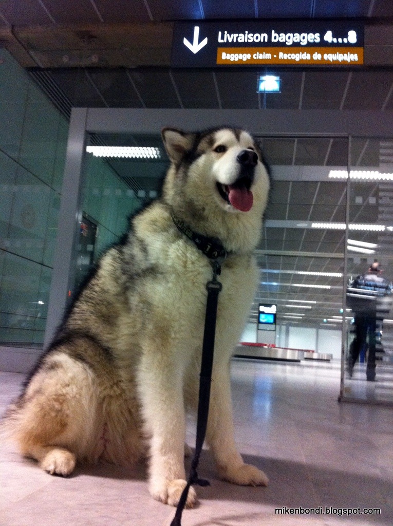 [Munson%2520%2540%2520Toulouse%2520Blagnac%2520airport%255B4%255D.jpg]