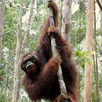 Bonorogo turnt in den Ästen nach ausgiebigem Mal