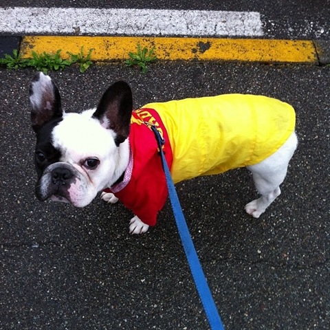 [hurricane-sandy-dogs-30%255B2%255D.jpg]