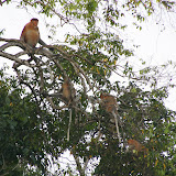 A family of proboscis monkeys