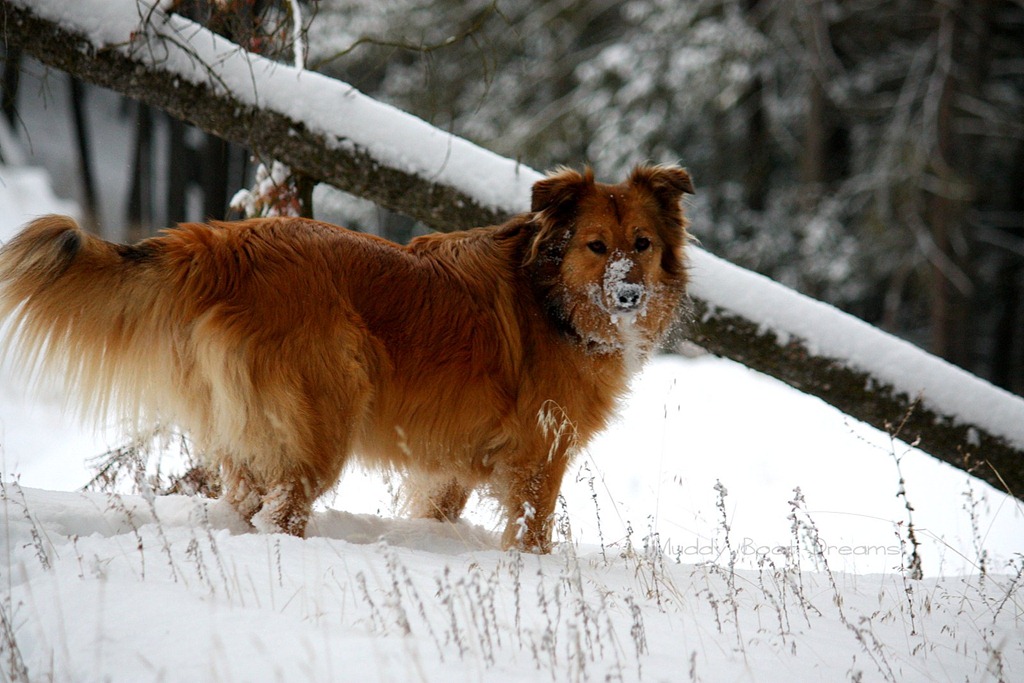 [5-Snowy%2520days%25202012-1521%255B5%255D.jpg]