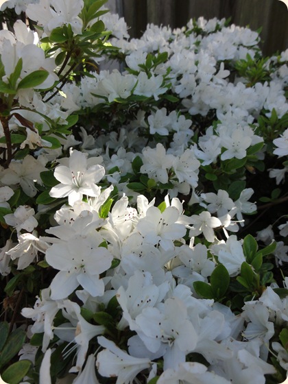 Azalea DSC06157