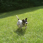 schatzi_happytail.jpg