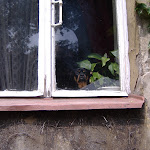 Window dog