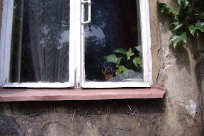 Window dog