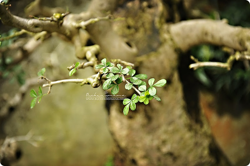 Green2 Green2