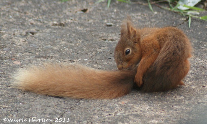 [red-squirrel-tiny-2%255B2%255D.jpg]