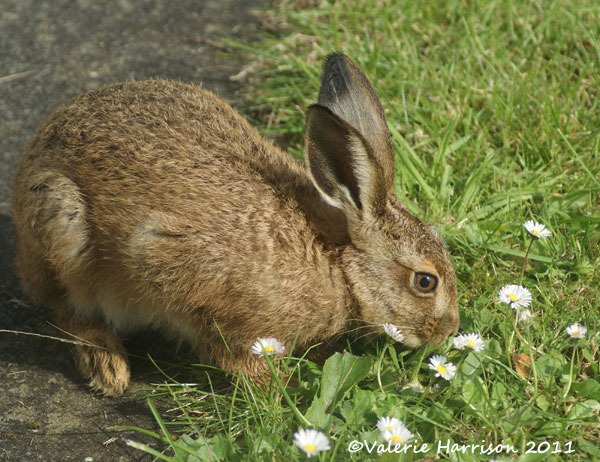 [hare-3%255B2%255D.jpg]