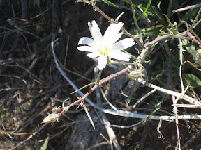 MountLaguna 049.jpg
