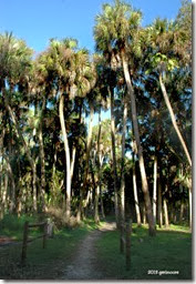 palm trail 016 palm trail 016