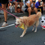 Pet Express Doggie Run 2012 Philippines. Jpg (125).JPG