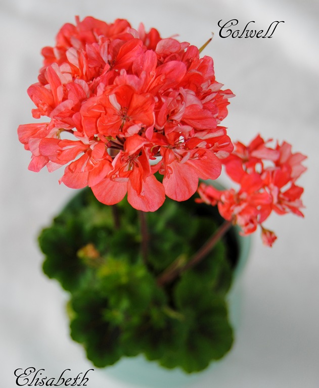 [Pelargonium%2520juni-11%2520215%255B6%255D.jpg]