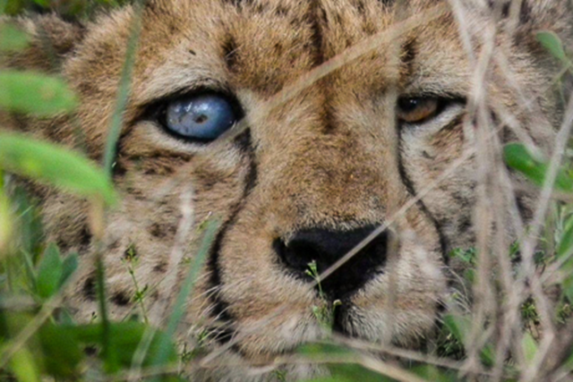 Cheetah, blind in one eye after colliding with woody vegetation, Namibia. Namibia is under invasion by multiplying armies of thorny trees and bushes, which are spreading across its landscape and smothering its grasslands. Photo: The AfriCat Foundation