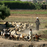 herders