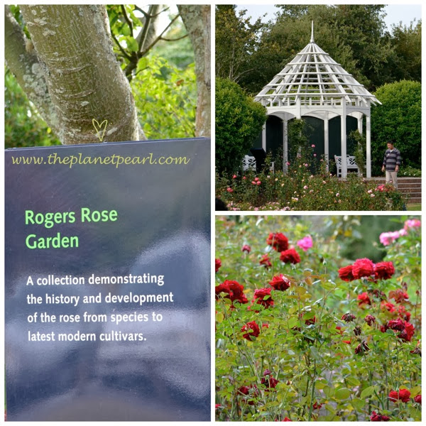 Rose garden.jpg Rose garden