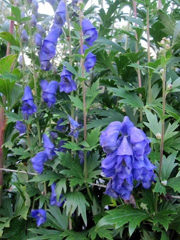[aconitum_charmicaelii1_resize%255B2%255D.jpg]