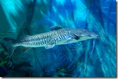 aquarium17