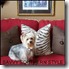 Savvy Southern Style
