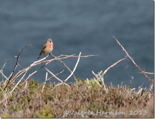 6-linnet