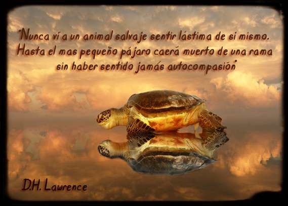 autocompasion
