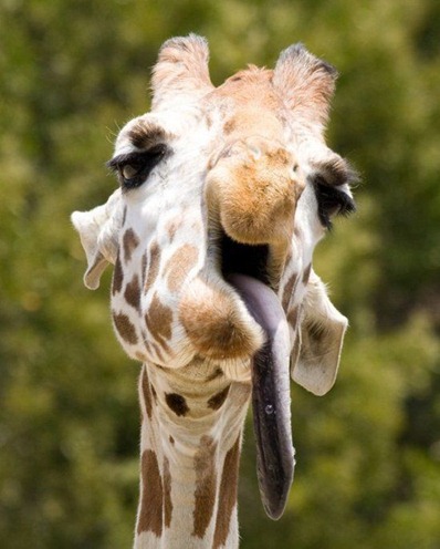 a.baa-long-tongue-of-a-giraffe (1)