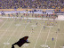 Chargers vs. Steelers Playoff