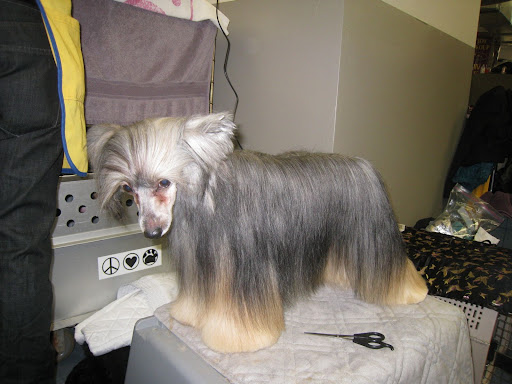 Chinese Crested