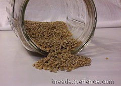 sprouted-einkorn-bread 046