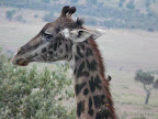 Akagera Nationalpark