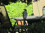 IMG_3600.JPG