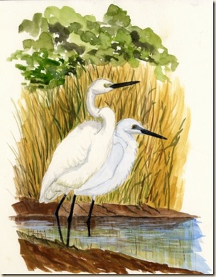 little egrets089 (2) little egrets089 (2)