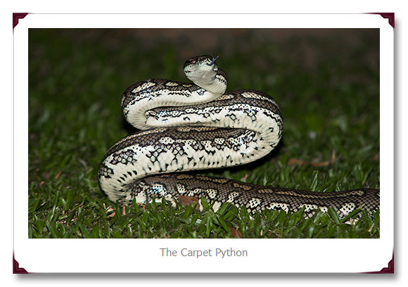 Carpet Python Snake 
