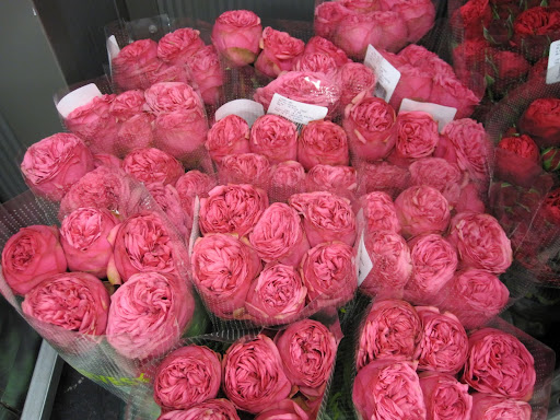 You can see how dense the inside of these roses are by the way the petals lay.
