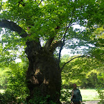 Un châtaignier de plus de 300 ans à 50m du château. chataignier_bourgon.jpg