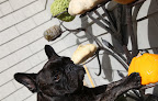 Oh nonsense!  Why do I doubt myself?  After all, I am a Frenchie and I have a natural flair for decorating!