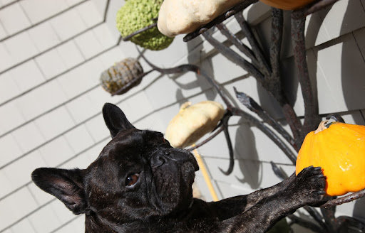 Oh nonsense!  Why do I doubt myself?  After all, I am a Frenchie and I have a natural flair for decorating!