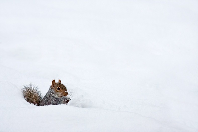 Grey Squirrel in the snow