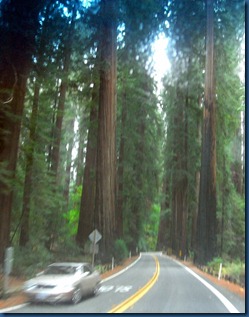 Redwoods (13)