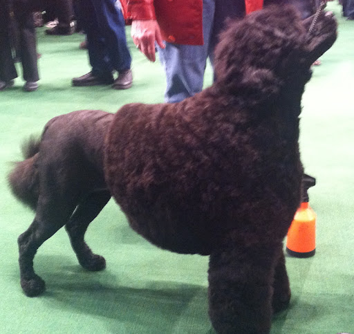 Portuguese Water Dog