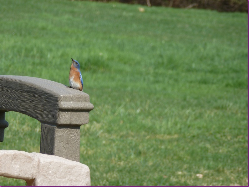 Little Birdie