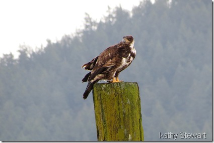 Windswept Bald Eagle