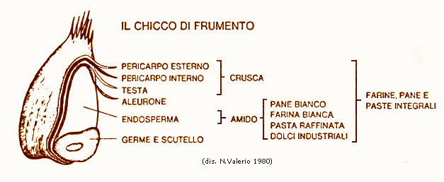 Chicco di grano (dis. orig. seppia (Alim NV 1980) firm Chicco di grano (dis. orig. seppia (Alim NV 1980) firm