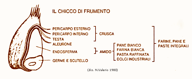 Chicco di grano (dis. orig. seppia (Alim NV 1980) firm