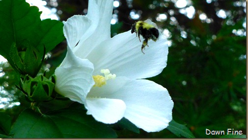 Lexington walk_062
