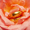 Wedding Rings.jpg