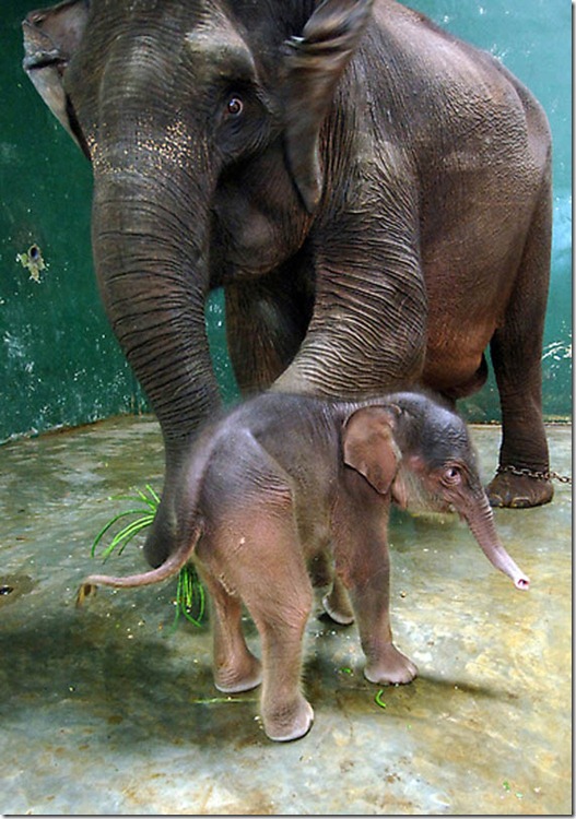 INDONESIA-ANIMALS-ELEPHANTS