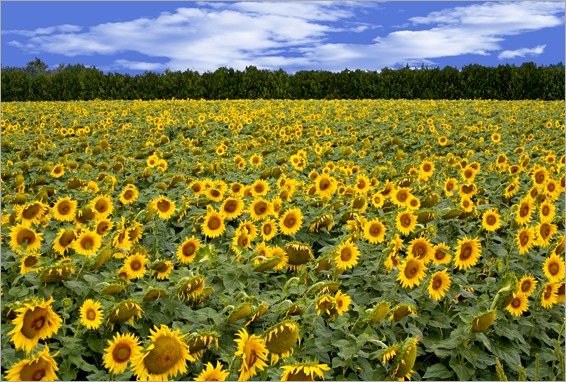 Sunflowers - France-