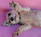 MAGGIE
ADOPTADA